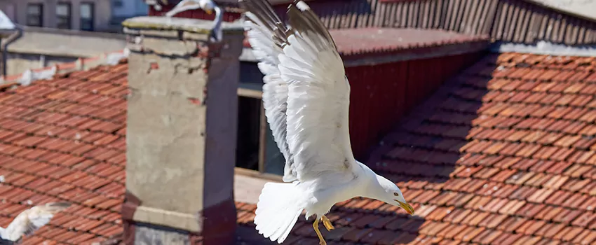 Residential Chimney Animal Removal Solution in East Hemet, CA